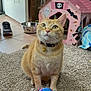 Indy is registered to the contest to win money with this photo: cat, orange_tabby, pet, collar, bell, toy, pink_toy, carpet, indoor, cardboard_house, halloween_decor, ghost_sticker, bat_sticker, witch_sticker, bowl, shoe, floor_tile, curious, animal, domestic_cat