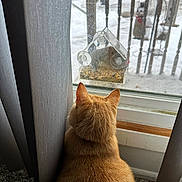 Indy joined the competition — help win amazing prizes! cat, ginger_cat, window, bird_feeder, snow, curtains, indoor, pet, animal, furry, back_view, daylight, carpet, quiet, winter, observation, domestic, cozy, still_life, home