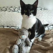 Aïna a rejoint le concours — aidez-le/la à gagner de superbes lots ! animal, bed, black_and_white_cat, blanket, cat, cozy, cute, domestic, feline, fur, indoor, pet, pillow, relaxed, sitting, soft, stuffed_animal, teddy_bear, toy, whiskers