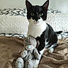 animal, bed, black_and_white_cat, blanket, cat, cozy, cute, domestic, feline, fur, indoor, pet, pillow, relaxed, sitting, soft, stuffed_animal, teddy_bear, toy, whiskers