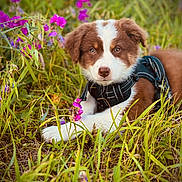 Aïka a rejoint le concours — aidez-le/la à gagner de superbes lots ! animal, brown_and_white, canine, close_up, curious, cute, dog, field, flower, grass, greenery, harness, lying_down, nature, outdoor, pet, puppy, purple_flower, summer, young_dog