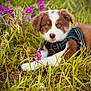 animal, brown_and_white, canine, close_up, curious, cute, dog, field, flower, grass, greenery, harness, lying_down, nature, outdoor, pet, puppy, purple_flower, summer, young_dog