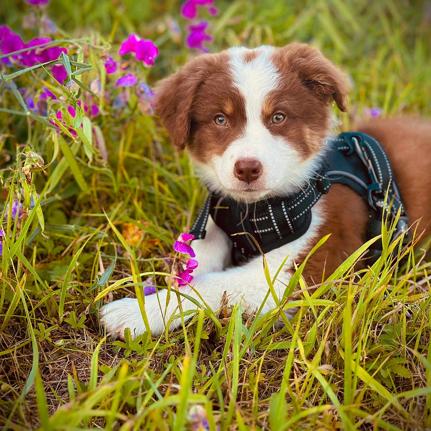 Aïka a rejoint le concours — aidez-le/la à gagner de superbes lots ! animal, brown_and_white, canine, close_up, curious, cute, dog, field, flower, grass, greenery, harness, lying_down, nature, outdoor, pet, puppy, purple_flower, summer, young_dog