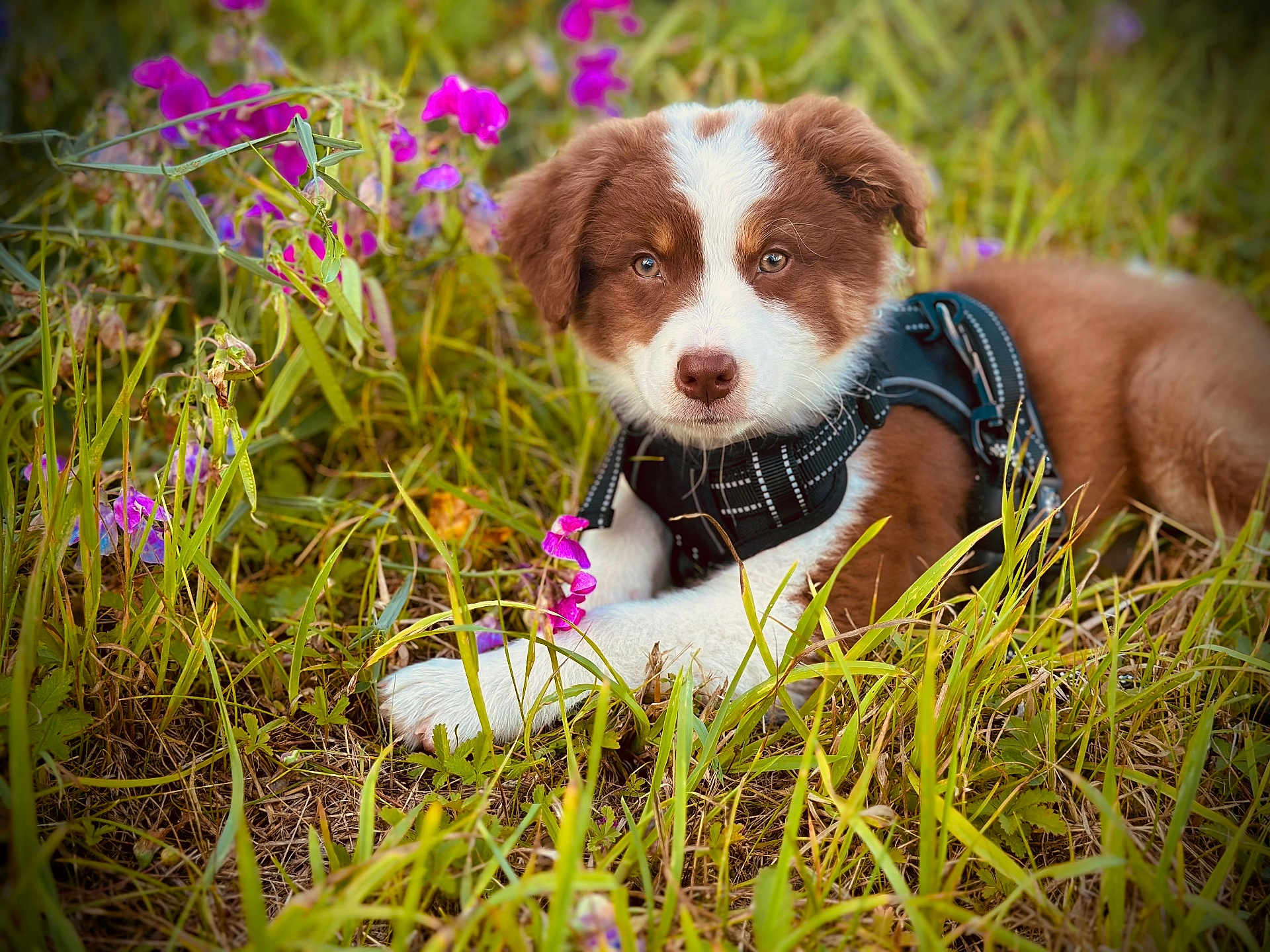 Aïka a rejoint le concours — aidez-le/la à gagner de superbes lots ! animal, brown_and_white, canine, close_up, curious, cute, dog, field, flower, grass, greenery, harness, lying_down, nature, outdoor, pet, puppy, purple_flower, summer, young_dog
