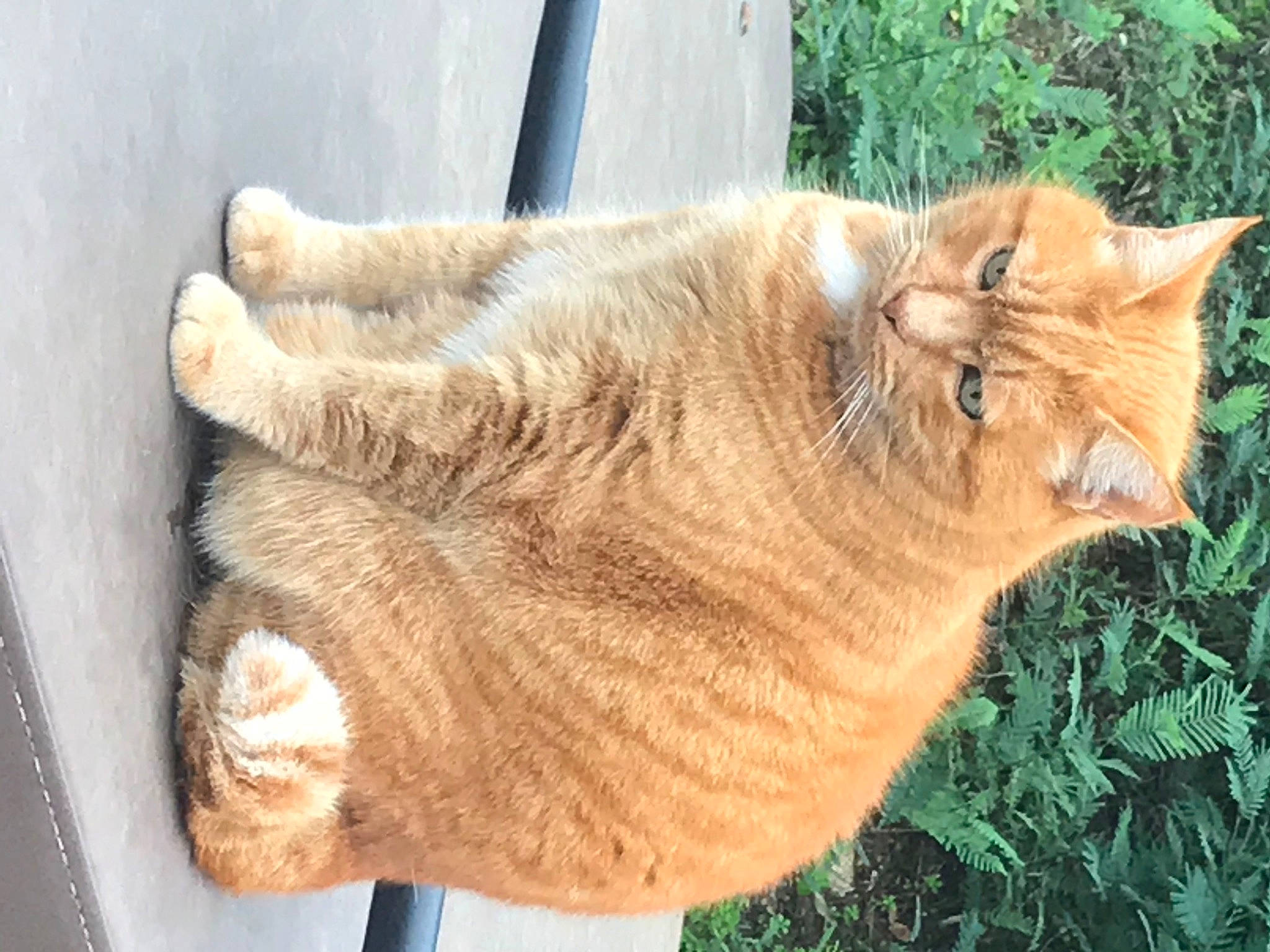 Garfield a rejoint le concours — aidez-le/la à gagner de superbes lots ! carnivore, cat, claw, domestic_short_haired_cat, eye, felidae, fur, gesture, glasses, grass, plant, small_to_medium_sized_cats, tail, terrestrial_animal, tree, trunk, whiskers, window, wood, wrinkle