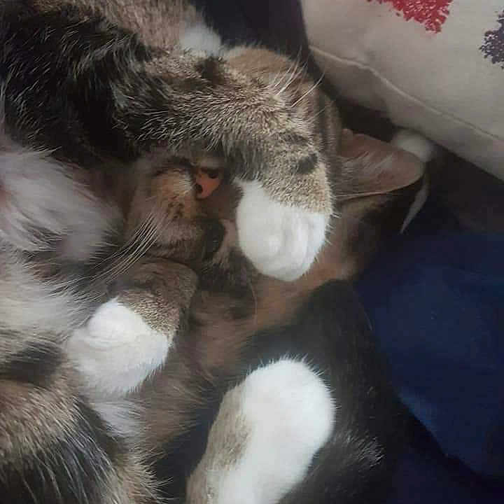 Soquette participe au concours pour gagner de l'argent avec cette photo : abyssinian, animal, blanket, bodypart, cat, chair, couch, cushion, electronics, furniture, hardware, homedecor, indoors, kitten, manx, mouth, person, pet, pillow, sleeping