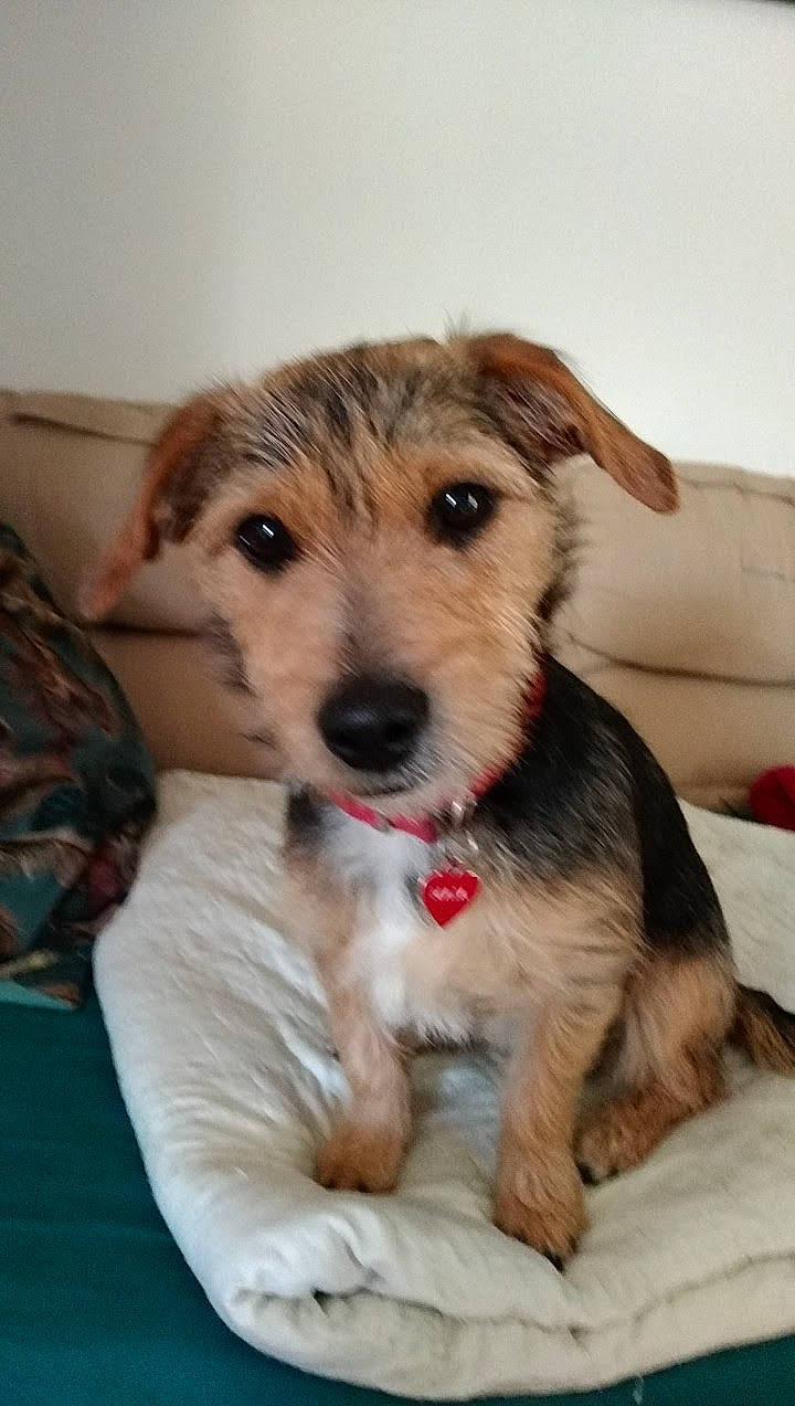 Maia participe au concours pour gagner de l'argent avec cette photo : canidae, carnivore, companion_dog, dog, dog_breed, flooring, fur, paw, puppy, small_terrier, snout, sporting_group, terrestrial_animal, terrier, working_animal, working_dog