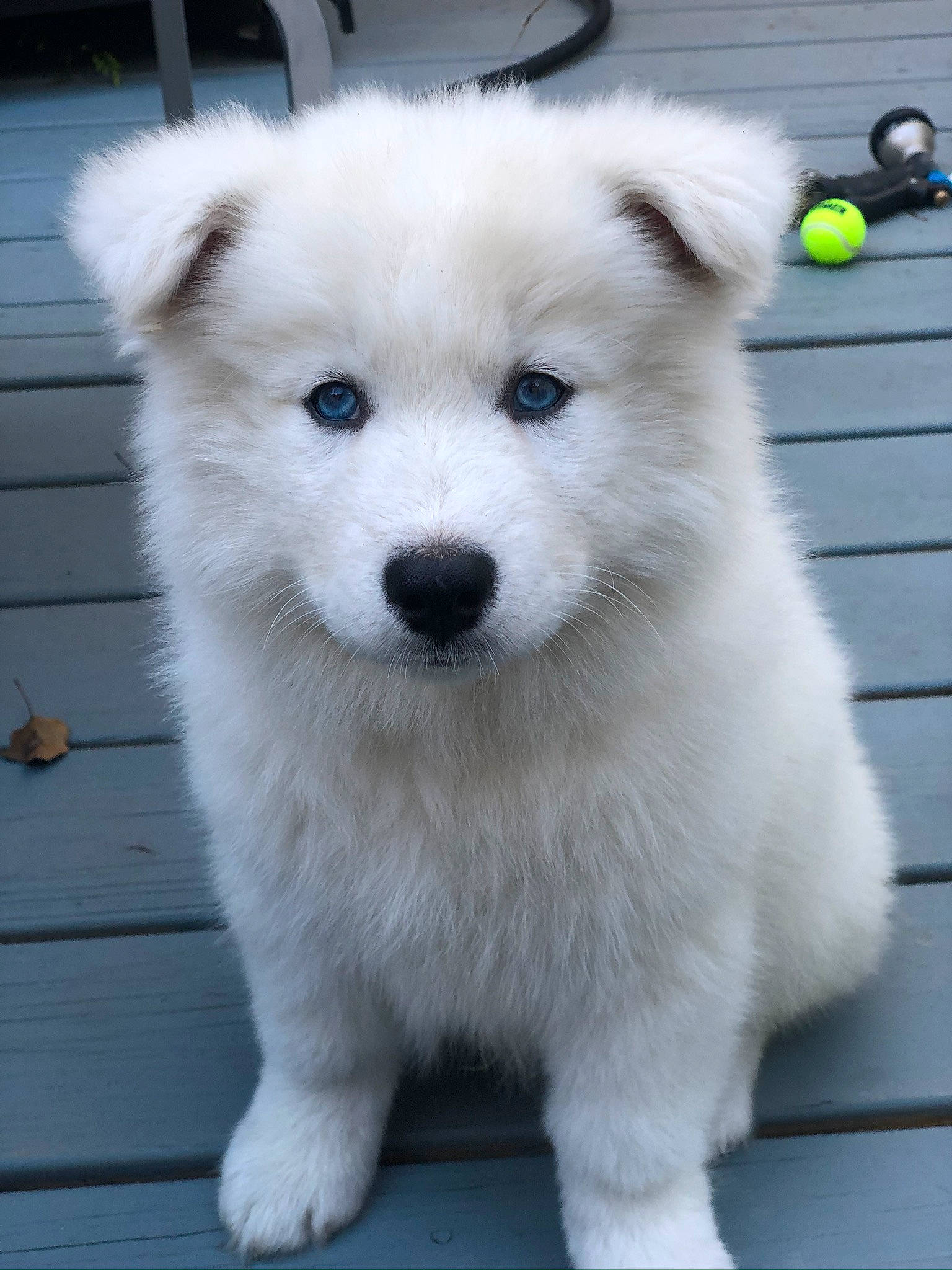 Ghost is registered to the contest to win money with this photo: ancient_dog_breeds, berger_blanc_suisse, canidae, carnivore, companion_dog, dog, dog_breed, hokkaido, japanese_spitz, kintamani, kishu, korean_jindo_dog, mammal, nose, pungsan_dog, puppy, rare_breed_dog, samoyed, vertebrate, white_shepherd