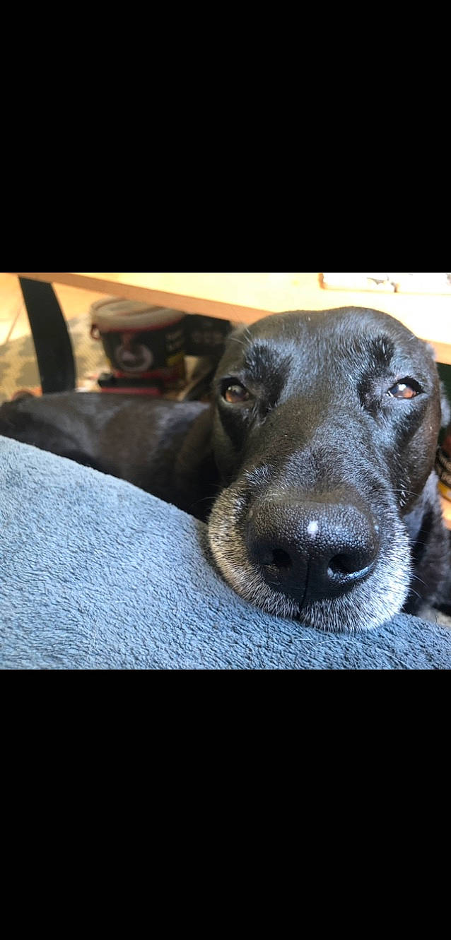 Boogie participe au concours pour gagner de l'argent avec cette photo : canidae, carnivore, dog, dog_breed, ear, great_dane, labrador_retriever, mammal, nose, puppy, snout, sporting_group, vertebrate, weimaraner, whiskers