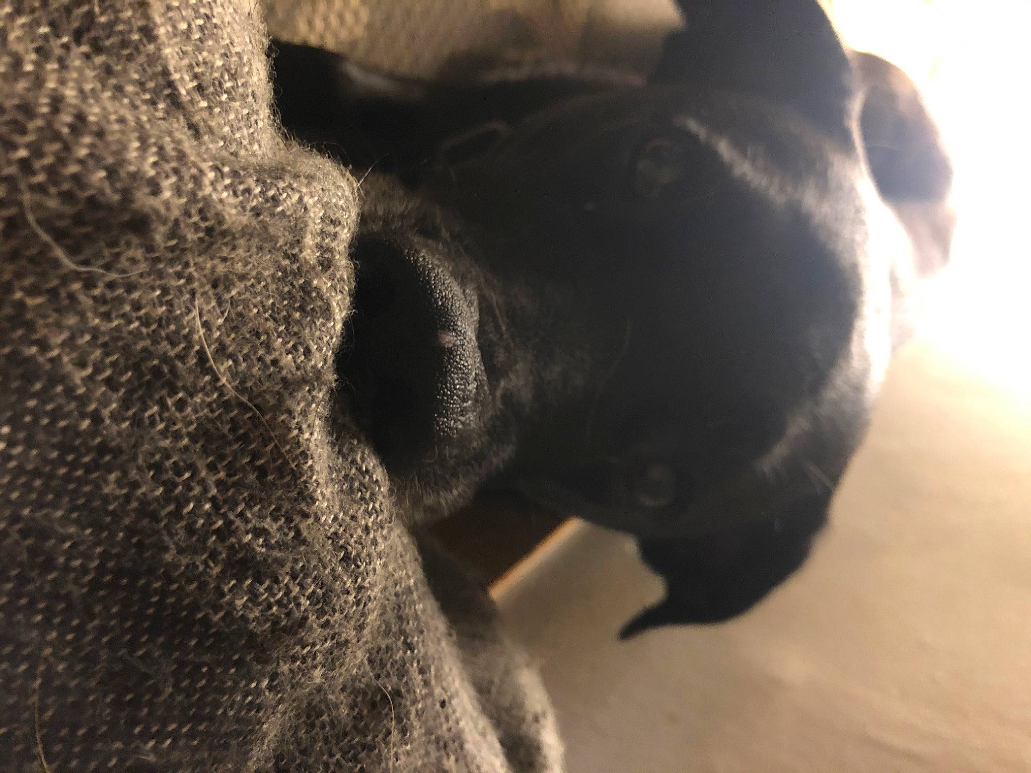 Boogie participe au concours pour gagner de l'argent avec cette photo : black, canidae, carnivore, close_up, dog, dog_breed, fawn, french_bulldog, fur, great_dane, guard_dog, non_sporting_group, nose, pug, puggle, puppy, snout, sporting_group, tail