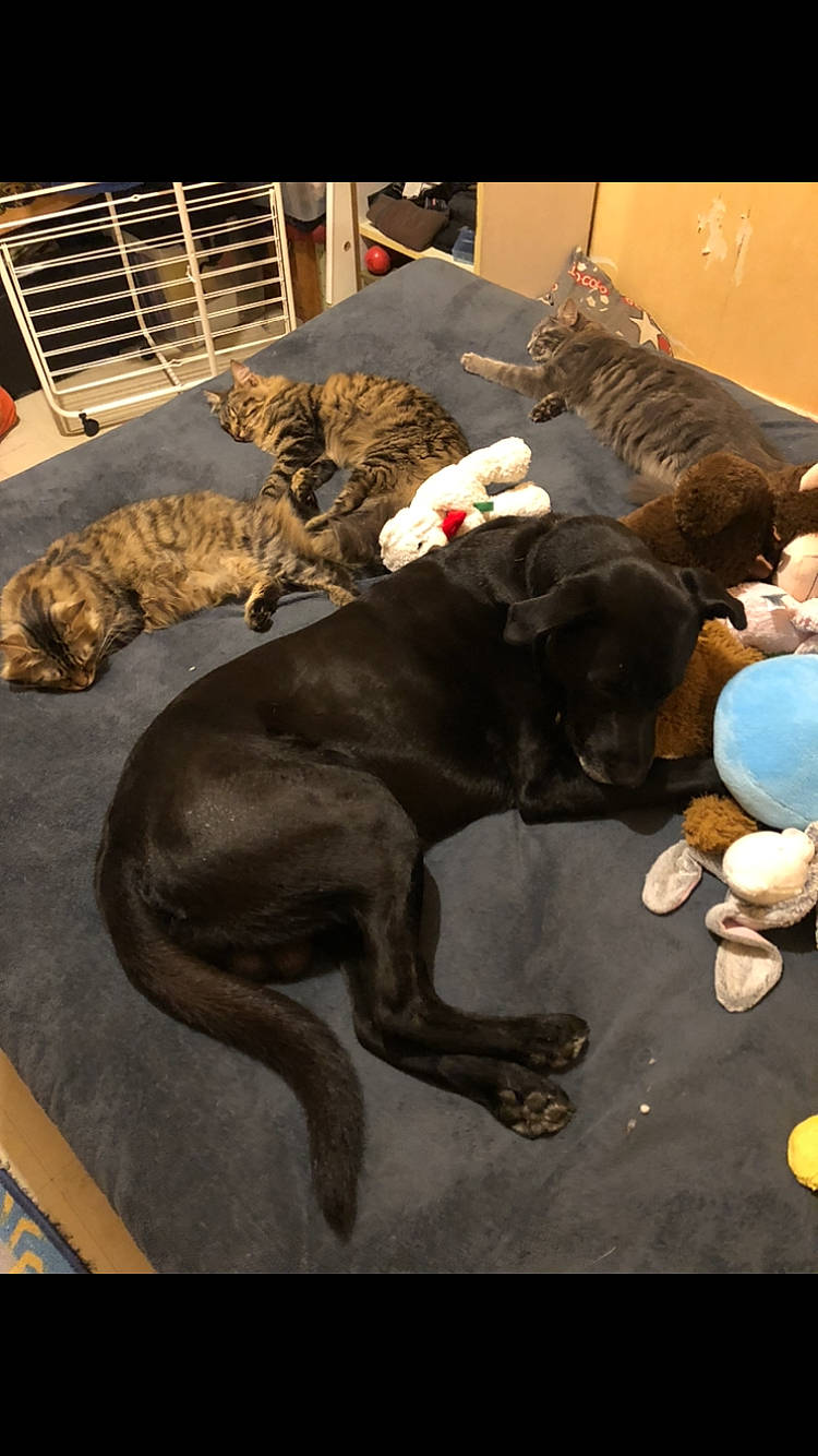 Boogie a rejoint le concours — aidez-le/la à gagner de superbes lots ! american_pit_bull_terrier, cane_corso, canidae, carnivore, companion_dog, dog, dog_breed, great_dane, guard_dog, non_sporting_group, sporting_group