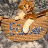 cat, kitten, orange_cat, white_paws, fluffy, basket, woven_basket, blue_text, cozy, blanket, gray_blanket, cute, pet, animal, indoor, portrait, feline, curious, soft_texture, relaxed
