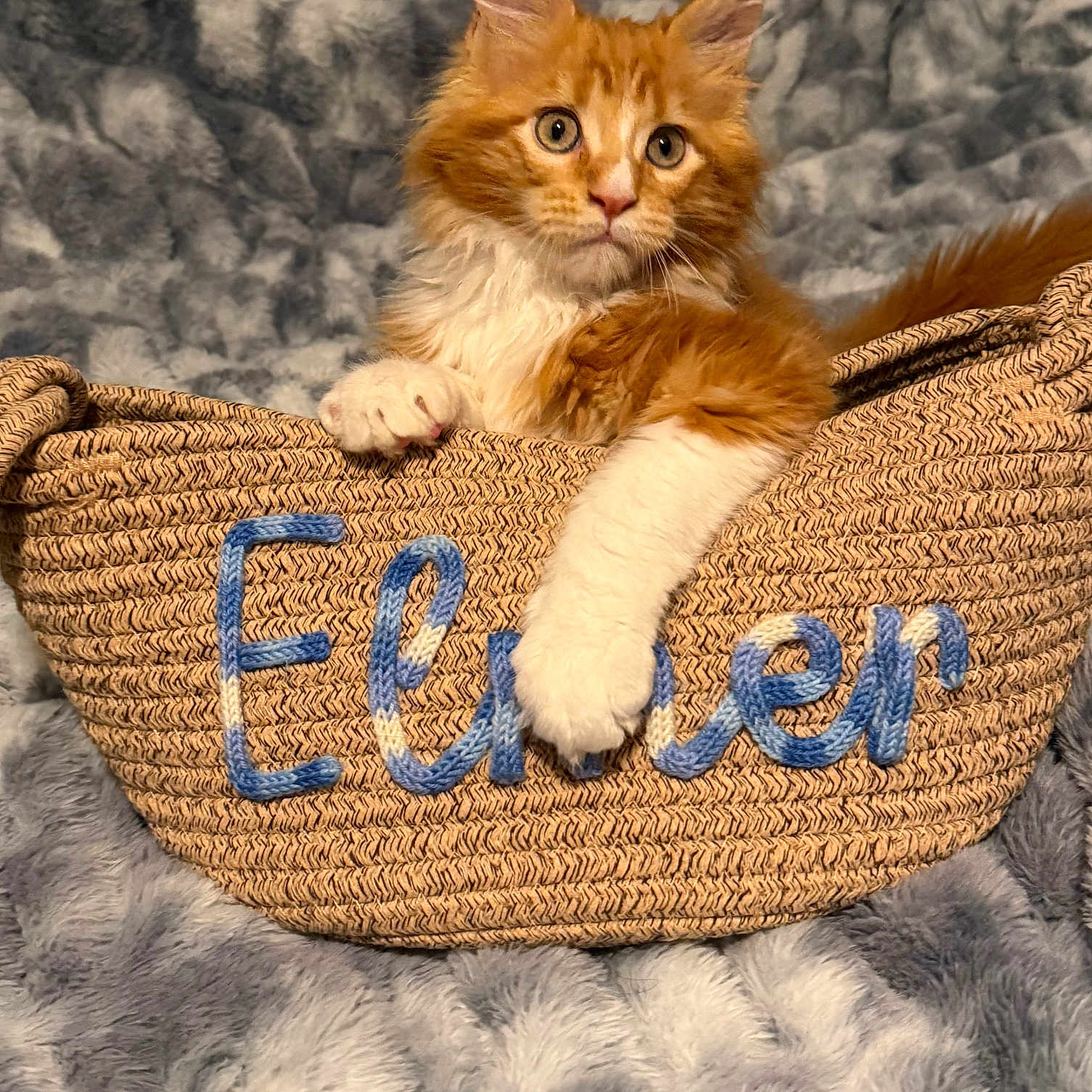 Elmer