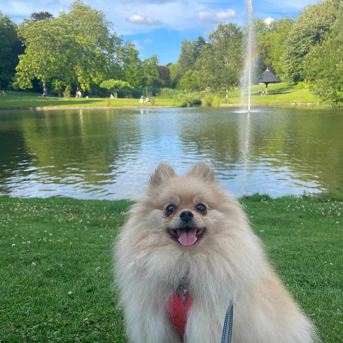 Raven a rejoint le concours — aidez-le/la à gagner de superbes lots ! animal, architecture, canine, dog, face, fountain, grass, head, nature, outdoors, park, person, pet, photography, plant, pond, portrait, tree, vegetation, water