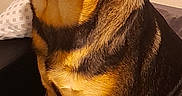 Stitch participe au concours pour gagner de l'argent avec cette photo : animal, black, blue, brown, canine, closeup, dog, expression, fur, furniture, indoor, lock_screen, looking, pet, phone_screenshot, portrait, sitting, surface, text_overlay, wall