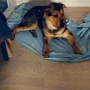 Stitch a rejoint le concours — aidez-le/la à gagner de superbes lots ! dog, blanket, floor, indoor, shadow, heart_shape, brown, black, relaxed, pet, canine, fur, animal, home, comfort, laying, wooden_floor, cozy, resting, domestic