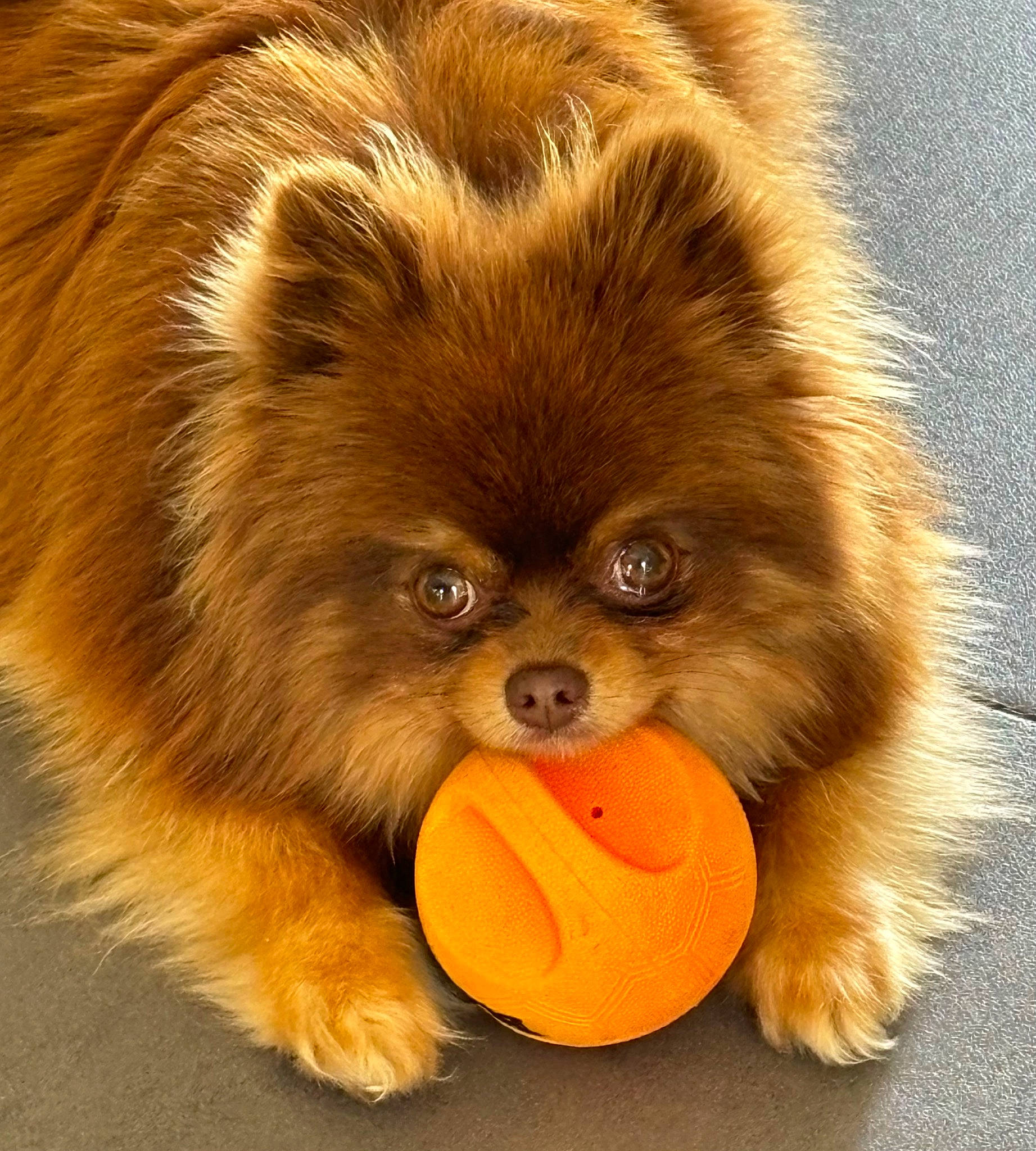 Shiva participe au concours pour gagner de l'argent avec cette photo : ancient_dog_breeds, canidae, carnivore, companion_dog, dog_breed, fawn, fur, liver, paw, peach, snout, sporting_group, terrestrial_animal, whiskers, working_animal