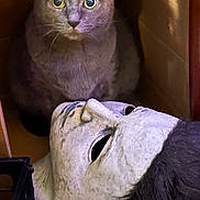 Charlie is registered to the contest to win money with this photo: animal, cat, closeup, creepy, curious, dark, expression, face, fur, gray_cat, halloween_mask, indoor, mask, object, pet, shadow, spooky, still_life, whiskers, wide_eyes
