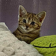 Nala a rejoint le concours — aidez-le/la à gagner de superbes lots ! kitten, tabby, cat, pet, animal, cute, fluffy, blanket, pillow, indoor, curious, closeup, feline, young, whiskers, ears, soft, cozy, resting, portrait