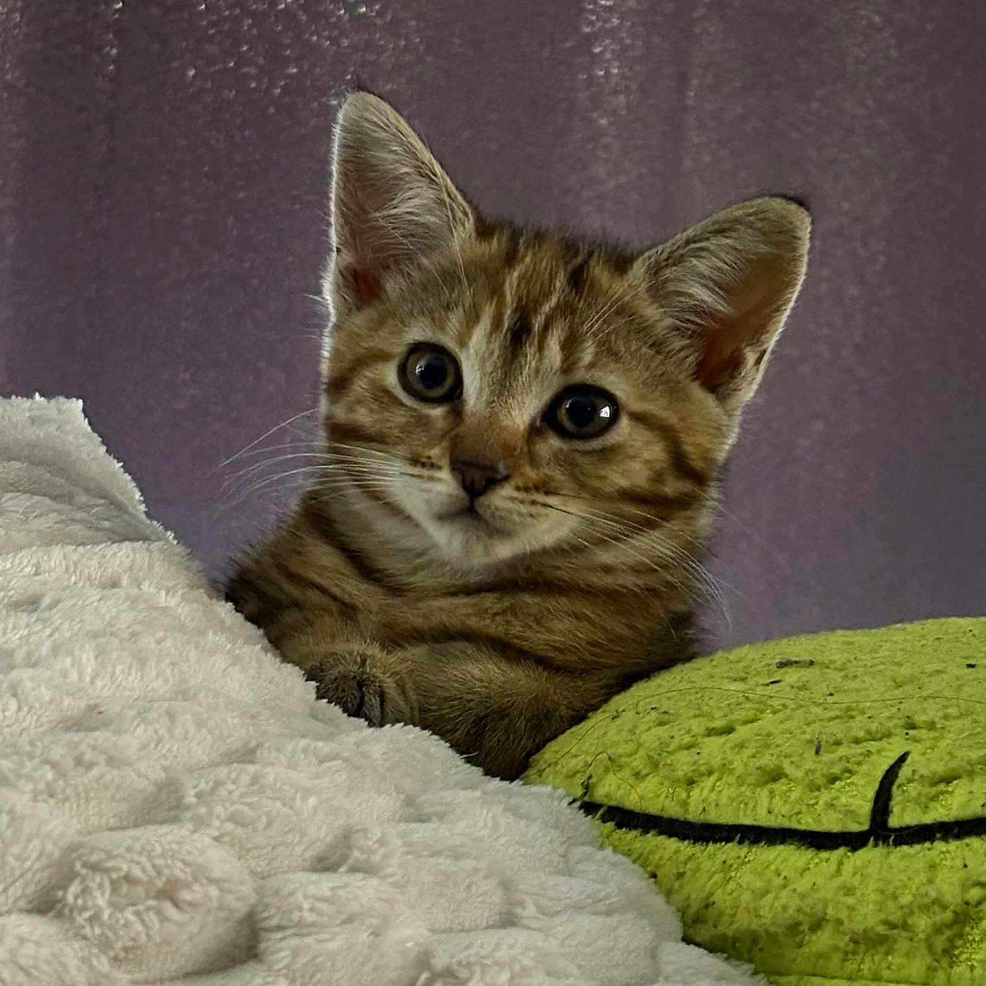 Nala a rejoint le concours — aidez-le/la à gagner de superbes lots ! animal, blanket, cat, closeup, cozy, curious, cute, ears, feline, fluffy, indoor, kitten, pet, pillow, portrait, resting, soft, tabby, whiskers, young