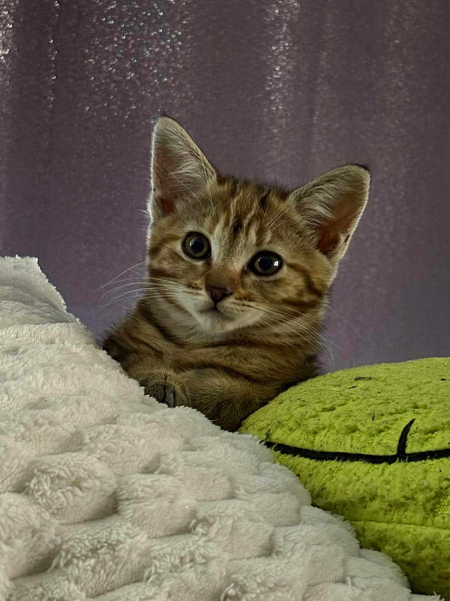 Nala a rejoint le concours — aidez-le/la à gagner de superbes lots ! kitten, tabby, cat, pet, animal, cute, fluffy, blanket, pillow, indoor, curious, closeup, feline, young, whiskers, ears, soft, cozy, resting, portrait