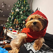 Tootie joined the competition — help win amazing prizes! dog, small_dog, red_hoodie, knitted_clothing, christmas_tree, holiday, indoor, pet, cute, fur, animal, cozy, blurred_background, decorations, furniture, person, relaxing, warm_lighting, home, seasonal