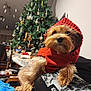 dog, small_dog, red_hoodie, knitted_clothing, christmas_tree, holiday, indoor, pet, cute, fur, animal, cozy, blurred_background, decorations, furniture, person, relaxing, warm_lighting, home, seasonal