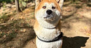 Tenshi participe au concours pour gagner de l'argent avec cette photo : dog, shiba_inu, pet, canine, outdoors, forest, woodland, trail, nature, standing, harness, orange_fur, white_fur, pointed_ears, alert, portrait, sunlight, shadow, dirt_path, animal_photography