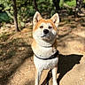 dog, shiba_inu, pet, canine, outdoors, forest, woodland, trail, nature, standing, harness, orange_fur, white_fur, pointed_ears, alert, portrait, sunlight, shadow, dirt_path, animal_photography
