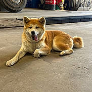 Tenshi a rejoint le concours — aidez-le/la à gagner de superbes lots ! dog, akita, golden_fur, fluffy, tongue_out, lying_down, outdoor, garage, concrete_floor, workshop, tire, oil_can, tools, vehicle, relaxed, happy, pet, animal, portrait, daylight