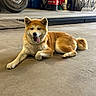 dog, akita, golden_fur, fluffy, tongue_out, lying_down, outdoor, garage, concrete_floor, workshop, tire, oil_can, tools, vehicle, relaxed, happy, pet, animal, portrait, daylight