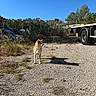 Tenshi a rejoint le concours — aidez-le/la à gagner de superbes lots ! dog, animal, standing, outdoors, gravel, truck, vehicle, fence, yard, industrial, sunlight, blue_sky, trees, grass, weeds, shadow, portrait, alert, collar, rural