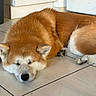 Tenshi participe au concours pour gagner de l'argent avec cette photo : dog, shiba_inu, sleeping, napping, lying_down, fluffy, red_fur, white_fur, closed_eyes, black_nose, paws, paw_pads, indoor, kitchen, tile_floor, home, relaxed, peaceful, pet, animal