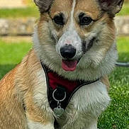 Lylou participe au concours pour gagner de l'argent avec cette photo : dog, corgi, pet, animal, grass, outdoor, canine, fur, tongue, ears, collar, harness, sitting, cute, mammal, friendly, nature, daylight, playful, domestic
