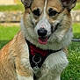 animal, canine, collar, corgi, cute, daylight, dog, domestic, ears, friendly, fur, grass, harness, mammal, nature, outdoor, pet, playful, sitting, tongue