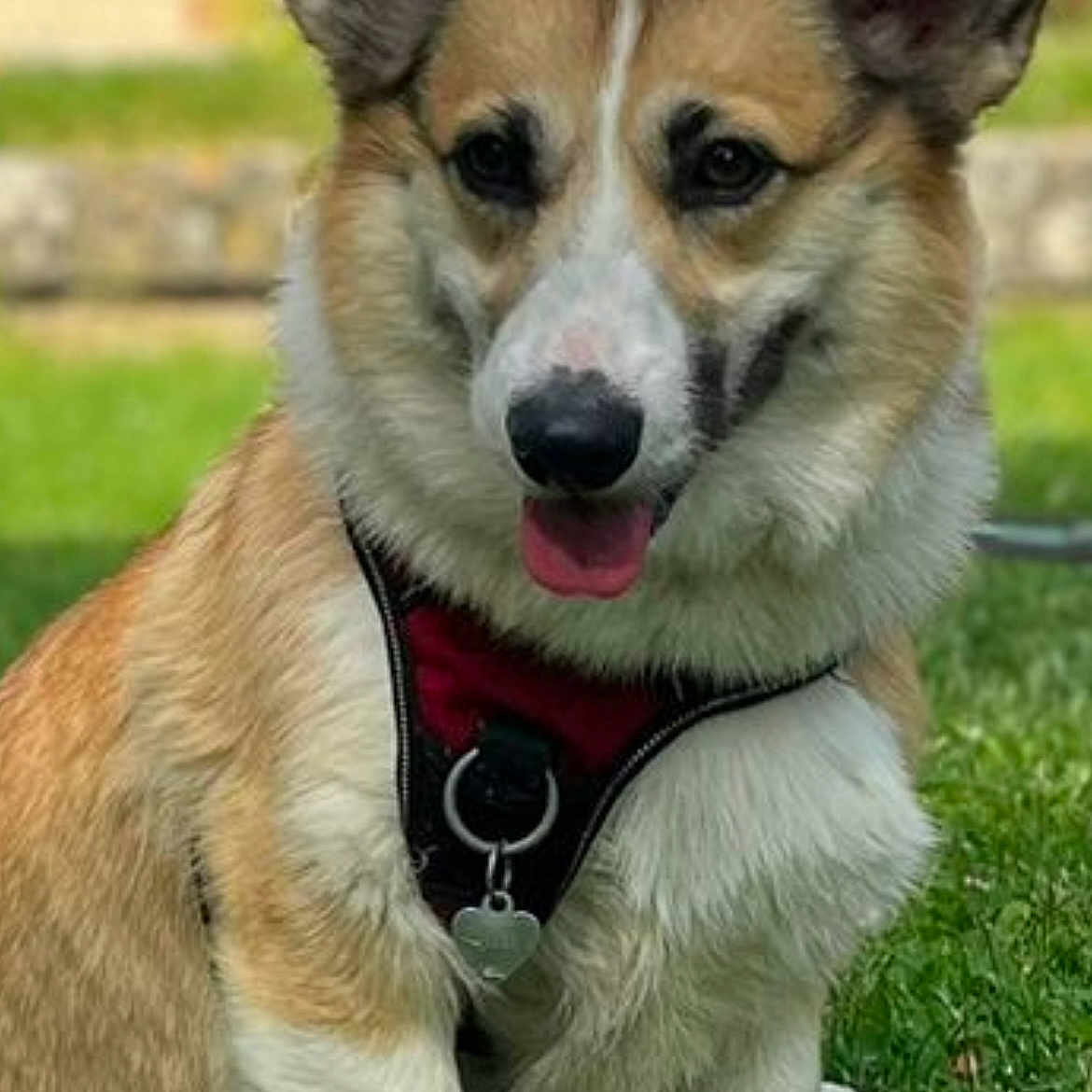 Lylou participe au concours pour gagner de l'argent avec cette photo : animal, canine, collar, corgi, cute, daylight, dog, domestic, ears, friendly, fur, grass, harness, mammal, nature, outdoor, pet, playful, sitting, tongue
