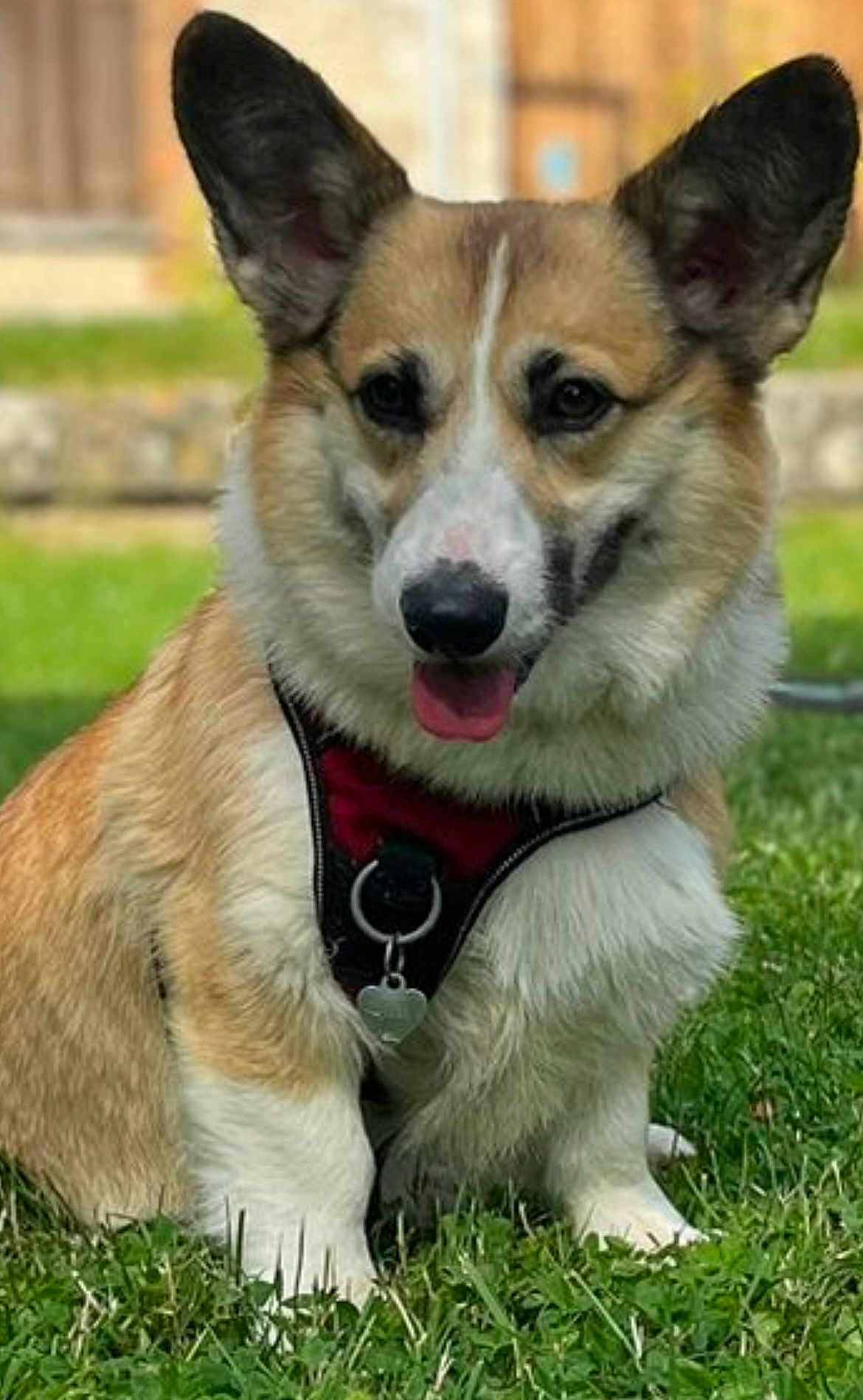 Lylou participe au concours pour gagner de l'argent avec cette photo : dog, corgi, pet, animal, grass, outdoor, canine, fur, tongue, ears, collar, harness, sitting, cute, mammal, friendly, nature, daylight, playful, domestic