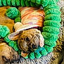 Luna is registered to the contest to win money with this photo: dog, puppy, sleeping, plush_toy, green, caterpillar_toy, rug, fluffy, sweater, pet, animal, cute, cozy, indoor, resting, brown, fur, companion, relaxed, playful
