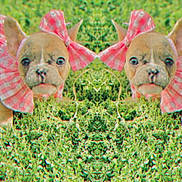 Luna joined the competition — help win amazing prizes! dog, puppy, bow, pink, checkered, grass, greenery, outdoor, cute, small_dog, pet, animal, portrait, mirrored, nature, leaf, ears, face, fur, adorable