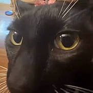 Dipper F. is registered to the contest to win money with this photo: cat, black_cat, close_up, whiskers, eyes, indoor, furniture, cabinet, decor, wooden_floor, yellow_eyes, pet, animal, face, domestic_animal, close_range, whisker, curious, blurred_background, household