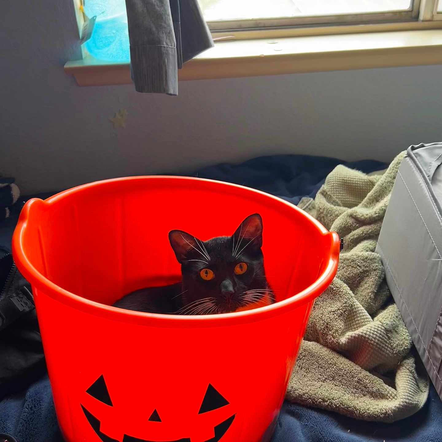 Dipper F. is registered to the contest to win money with this photo: animal, bed, black_and_white, black_cat, blanket, cat, cozy, curious, domestic_cat, feline, halloween, indoor, jack_o_lantern, orange_bucket, orange_eyes, pet, plastic_bucket, resting, whiskers, window