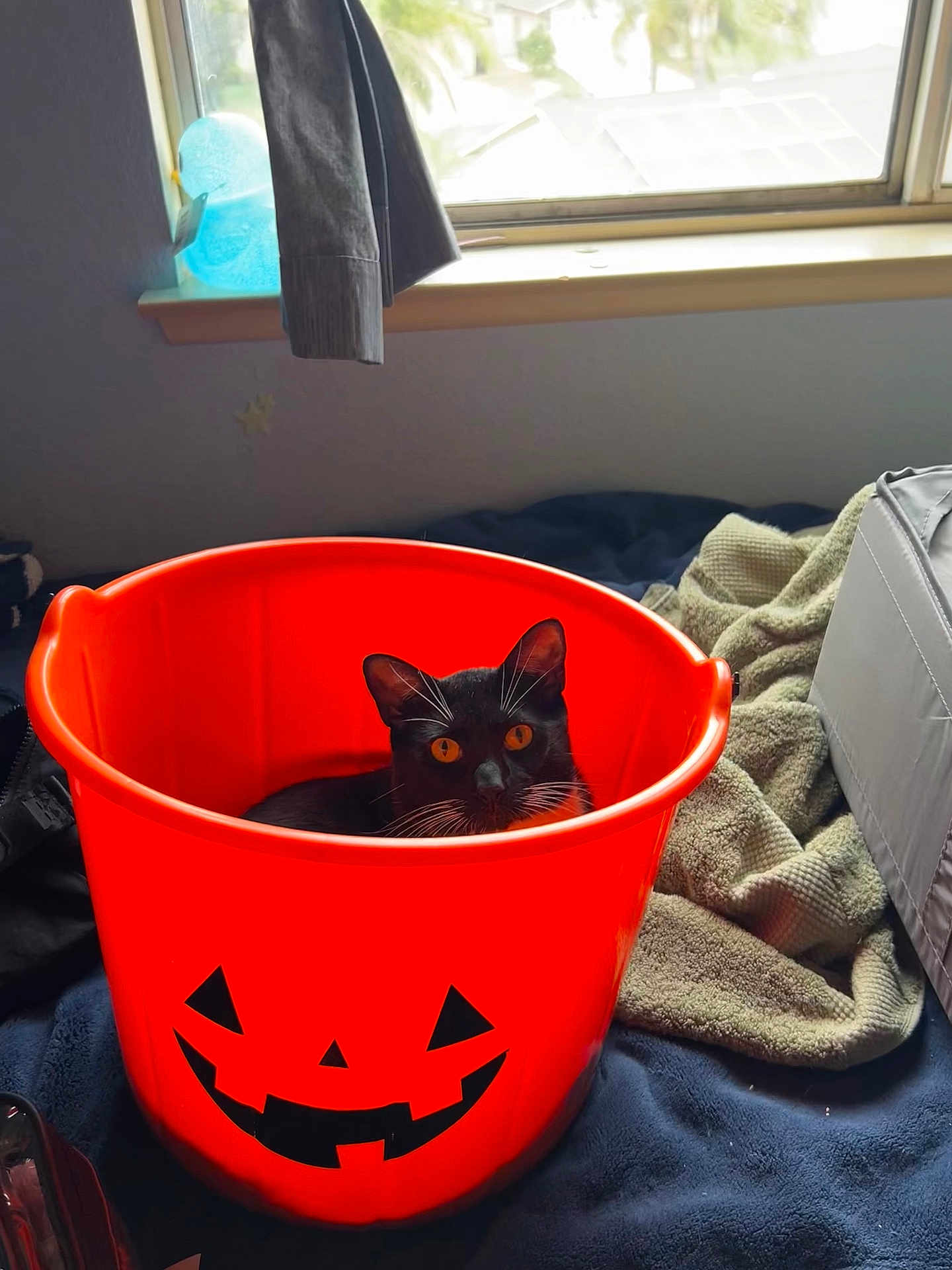 Dipper F. is registered to the contest to win money with this photo: cat, black_cat, orange_bucket, halloween, jack_o_lantern, bed, blanket, window, indoor, pet, curious, orange_eyes, cozy, plastic_bucket, animal, feline, whiskers, black_and_white, domestic_cat, resting