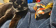 Dipper F. joined the competition — help win amazing prizes! cat, black_cat, whiskers, yellow_eyes, blue_blanket, snack_bag, yellow_clip, indoor, pet, feline, relaxed, fur, close_up, laying_down, domestic_animal, cozy, household, resting, animal_portrait, soft_texture