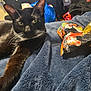 cat, black_cat, whiskers, yellow_eyes, blue_blanket, snack_bag, yellow_clip, indoor, pet, feline, relaxed, fur, close_up, laying_down, domestic_animal, cozy, household, resting, animal_portrait, soft_texture