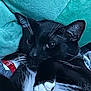 Dipper F. is registered to the contest to win money with this photo: cat, black_cat, white_paws, whiskers, feline, pet, indoor, cushion, teal, relaxed, fur, closeup, animal, sleepy, paw, cute, cozy, resting, soft, domestic_cat