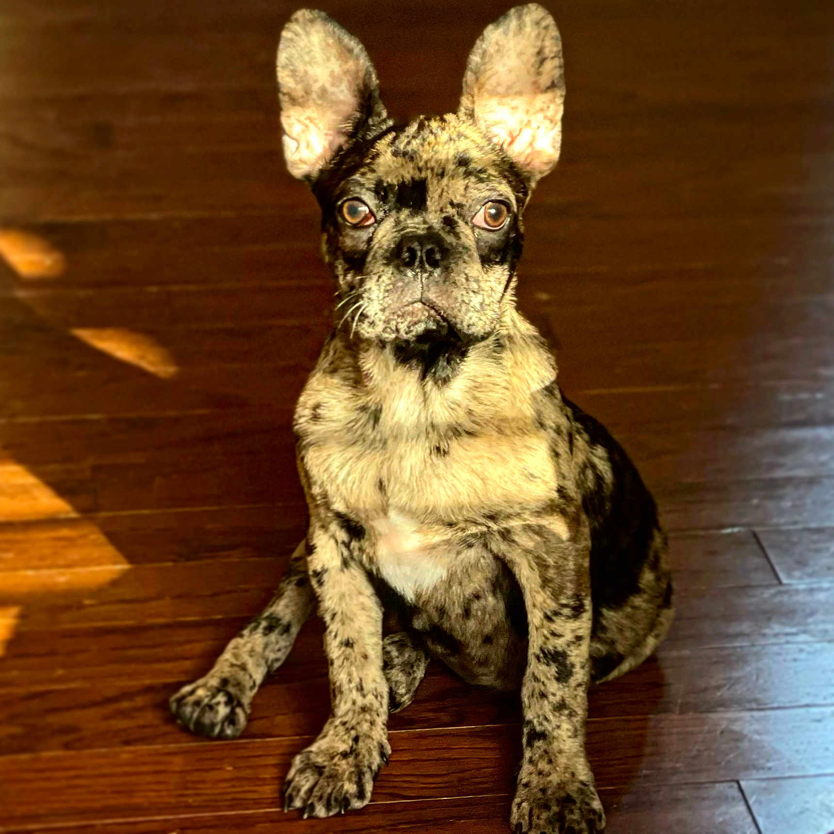 Fletcher is registered to the contest to win money with this photo: dog, french_bulldog, pet, animal, sitting, portrait, short_hair, brindle_coat, large_ears, upright_ears, dark_eyes, nose, paws, wooden_floor, indoor, home, centered_composition, closeup, funny_expression, natural_light