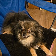 Daemon is registered to the contest to win money with this photo: dog, fluffy, winking, cushion, blue_chair, indoor, wooden_floor, bookshelf, pet, relaxed, paw, furniture, canine, animal, mischievous, companion, home, cozy, resting, cute