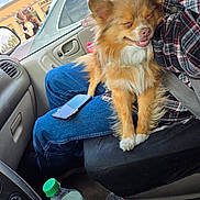 Goldie joined the competition — help win amazing prizes! dog, car, person, jeans, plaid_shirt, seatbelt, water_bottle, window, side_mirror, door_handle, smiling_dog, happy, fluffy, sitting, indoor, vehicle_interior, reflection, people, outdoor_background, casual