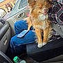dog, car, person, jeans, plaid_shirt, seatbelt, water_bottle, window, side_mirror, door_handle, smiling_dog, happy, fluffy, sitting, indoor, vehicle_interior, reflection, people, outdoor_background, casual