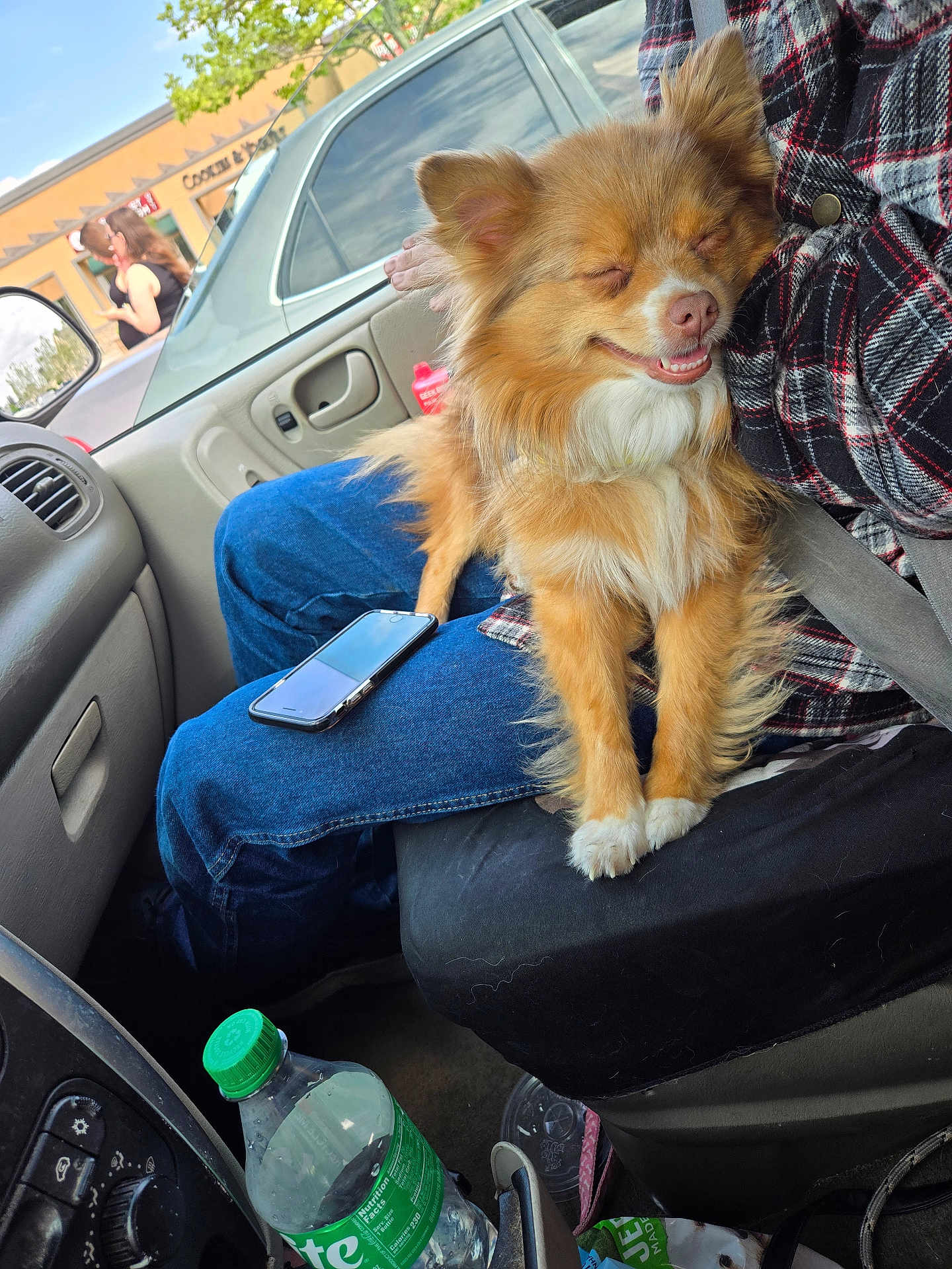 Goldie joined the competition — help win amazing prizes! dog, car, person, jeans, plaid_shirt, seatbelt, water_bottle, window, side_mirror, door_handle, smiling_dog, happy, fluffy, sitting, indoor, vehicle_interior, reflection, people, outdoor_background, casual
